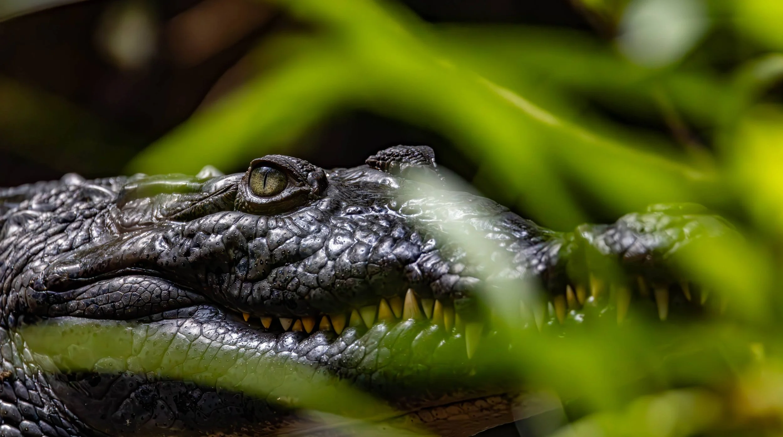 Florida 2025 featured cover