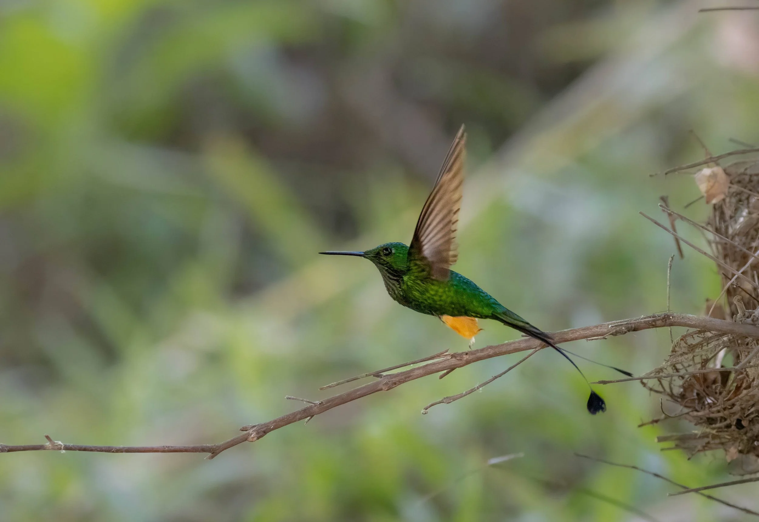 Peru Birds featured cover