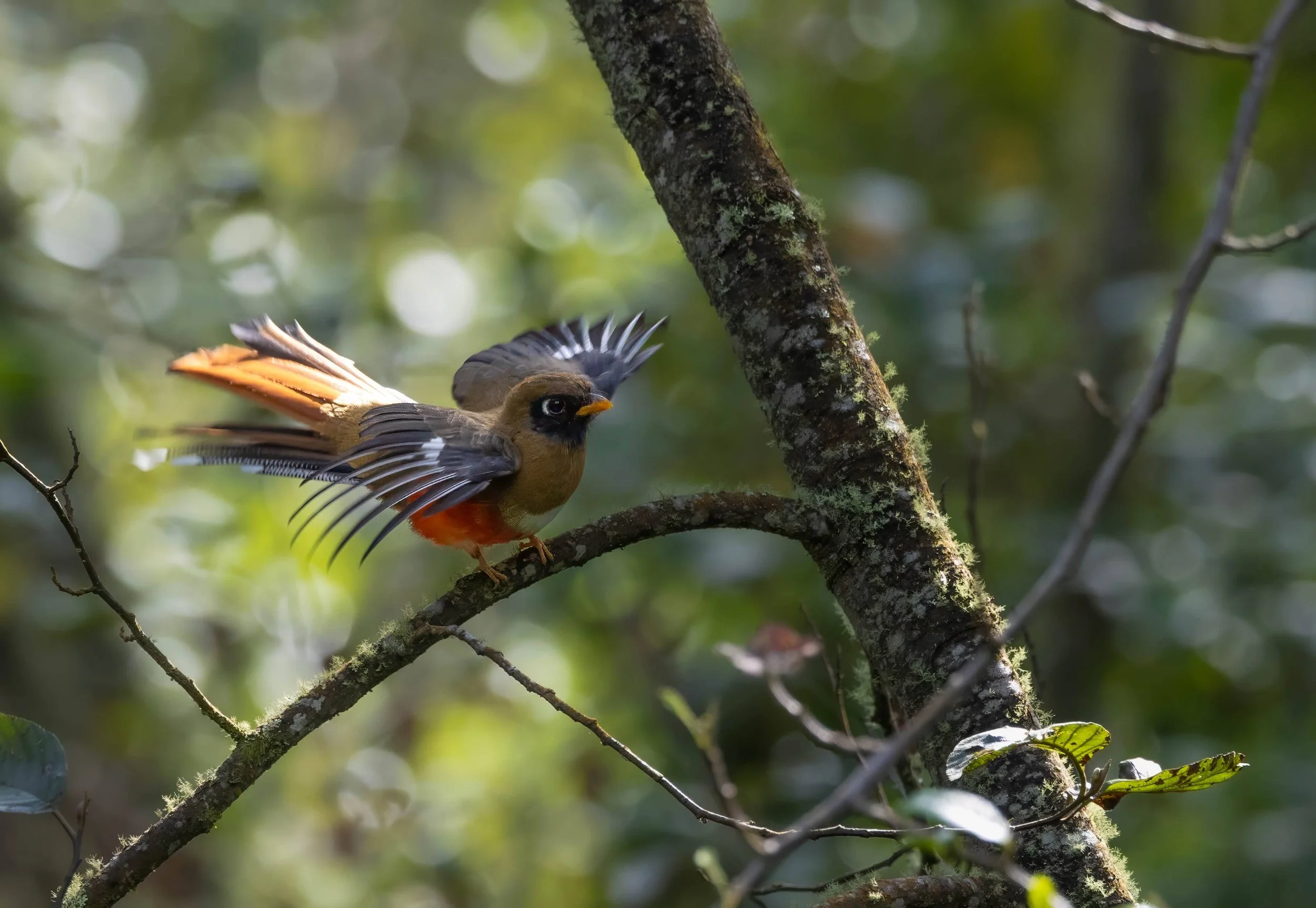 Peru Birds highlight
